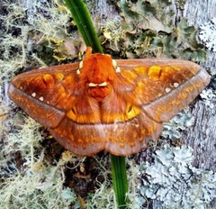 Procitheronia principalis