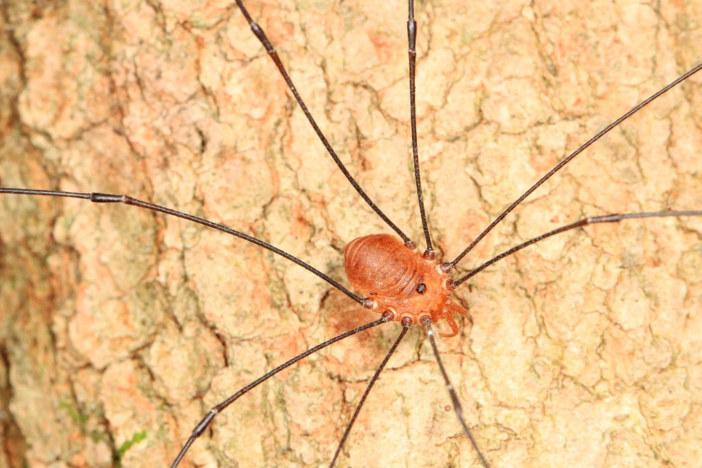 Leiobunum uxorium