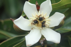 Blakea quadrangularis