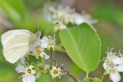 Pieris mannii