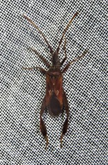 Leptoglossus crestalis