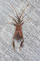 Leptoglossus crestalis