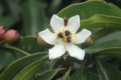 Blakea quadrangularis