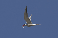 Sterna hirundo