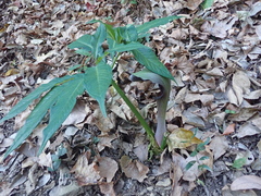 Arisaema ilanense
