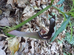 Arisaema ilanense