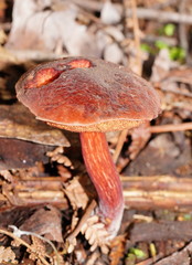Boletus barragensis