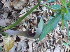Arisaema ilanense