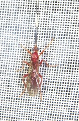 Rogadinae