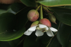 Blakea quadrangularis