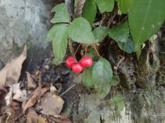 Ardisia pusilla