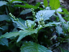 Mercurialis leiocarpa