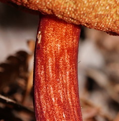 Boletus barragensis