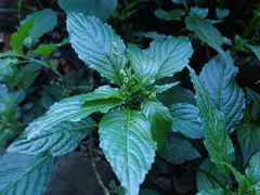 Mercurialis leiocarpa