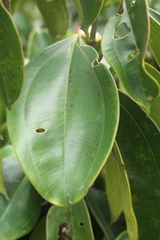 Blakea quadrangularis
