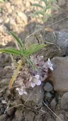 Lepidagathis cristata