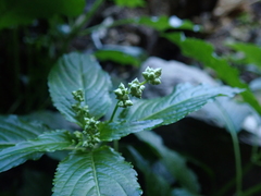 Mercurialis leiocarpa