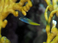 Plagiotremus townsendi