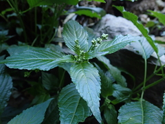 Mercurialis leiocarpa