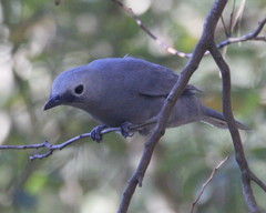 Coracina caesia caesia