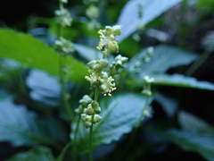 Mercurialis leiocarpa