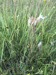 Asclepias mexicana