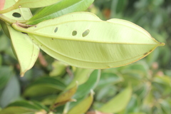 Blakea quadrangularis