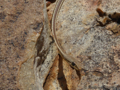 Psammophis