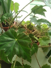 Begonia manicata
