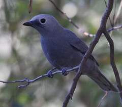 Coracina caesia caesia