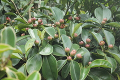 Blakea quadrangularis