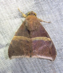 Ophisma
