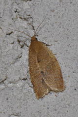 Clepsis consimilana