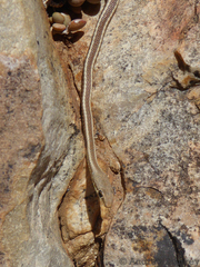 Psammophis