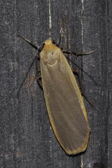 Eilema depressa