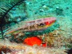 Oxycheilinus bimaculatus