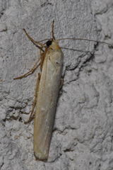 Eilema pseudocomplana