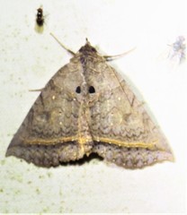 Celiptera frustulum