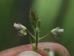 Bouffordia dichotoma
