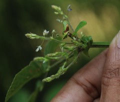 Bouffordia dichotoma