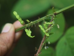 Bouffordia dichotoma