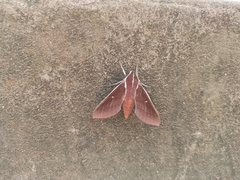 Theretra pallicosta