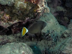 Sufflamen albicaudatum