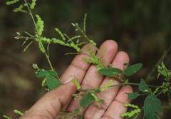 Bouffordia dichotoma