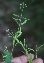 Bouffordia dichotoma