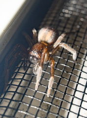 Callobius bennetti