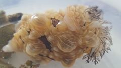 Dendrodoris krusensternii