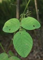 Bouffordia dichotoma