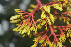 Palicourea thyrsiflora