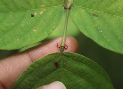 Bouffordia dichotoma